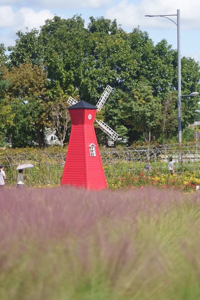 양주나리농원, 천일홍축제에 다녀오다 9