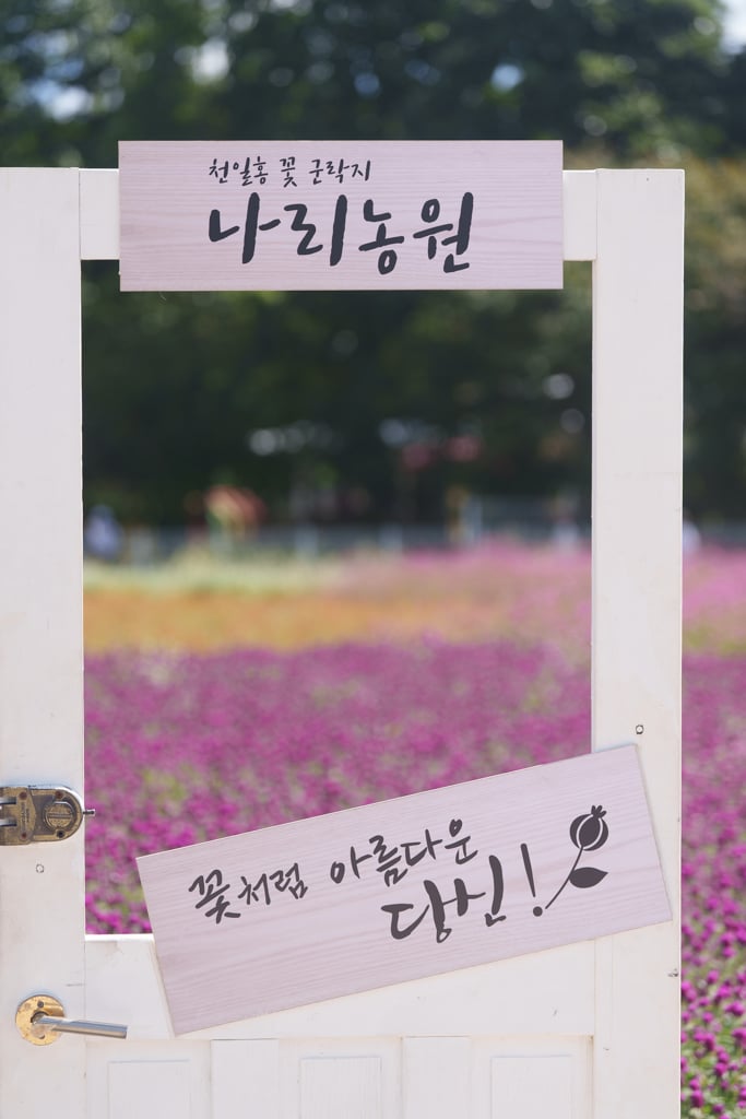 양주나리농원, 천일홍축제에 다녀오다 10