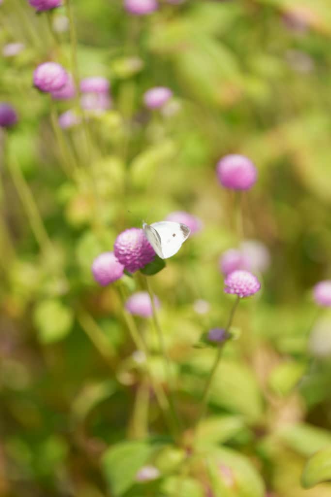 양주나리농원, 천일홍축제에 다녀오다 5