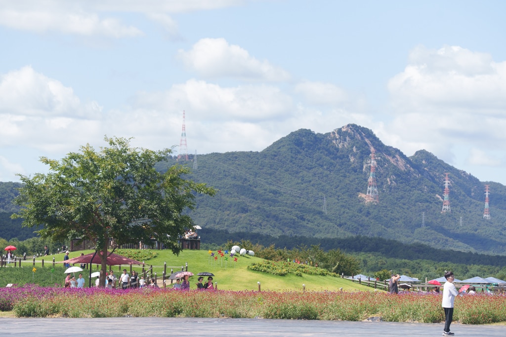 양주나리농원, 천일홍축제에 다녀오다 3