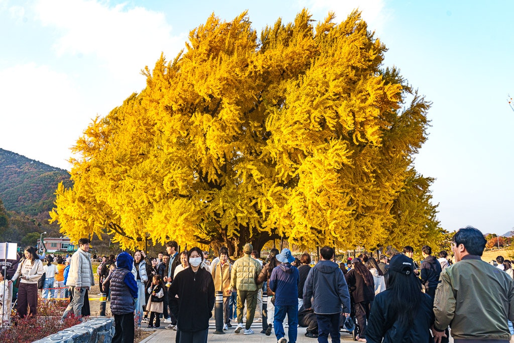 원주 반계리 은행나무 인기 이유와 반계리 은행나무 주차 꿀팁 8 원주 반계리 은행나무 인기 이유와 반계리 은행나무 주차 꿀팁 8