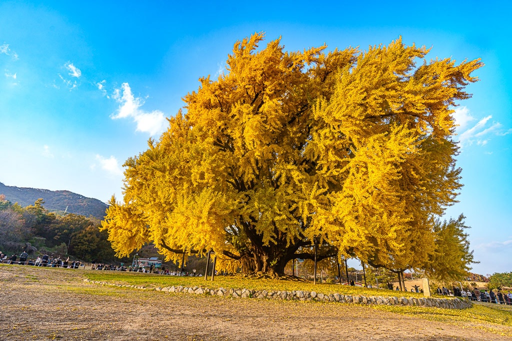 원주 반계리 은행나무 인기 이유와 반계리 은행나무 주차 꿀팁 6 원주 반계리 은행나무 인기 이유와 반계리 은행나무 주차 꿀팁 6