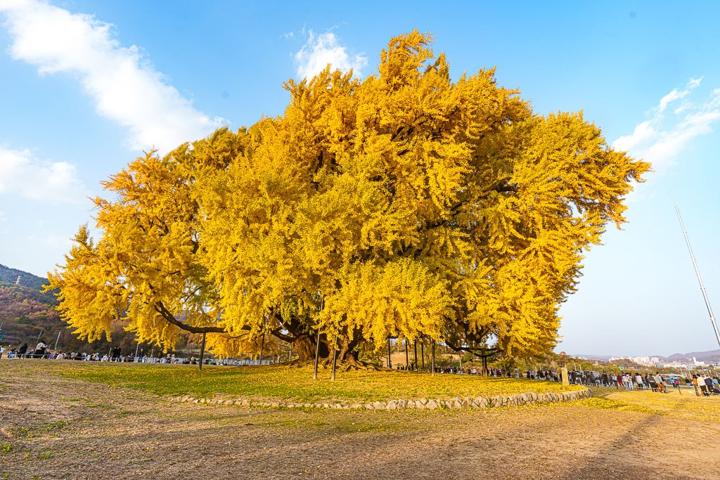 원주 반계리 은행나무 인기 이유와 반계리 은행나무 주차 꿀팁 4 원주 반계리 은행나무 인기 이유와 반계리 은행나무 주차 꿀팁 4