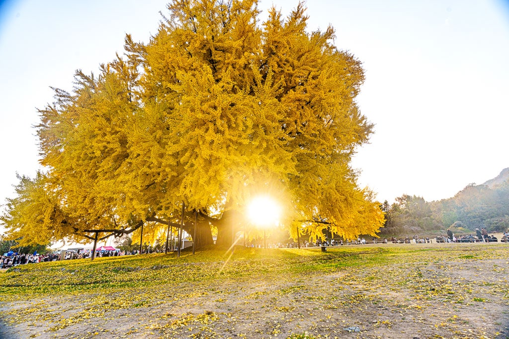 내년 가을을 기다리며, 멋진 가을 단풍 촬영법 4