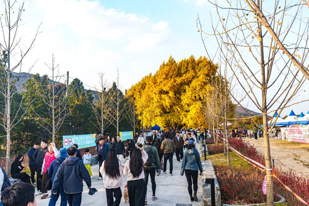 은행나무 명소, 인천대공원옆 장수동 은행나무를 보고오다 11 은행나무 명소, 인천대공원옆 장수동 은행나무를 보고오다 9