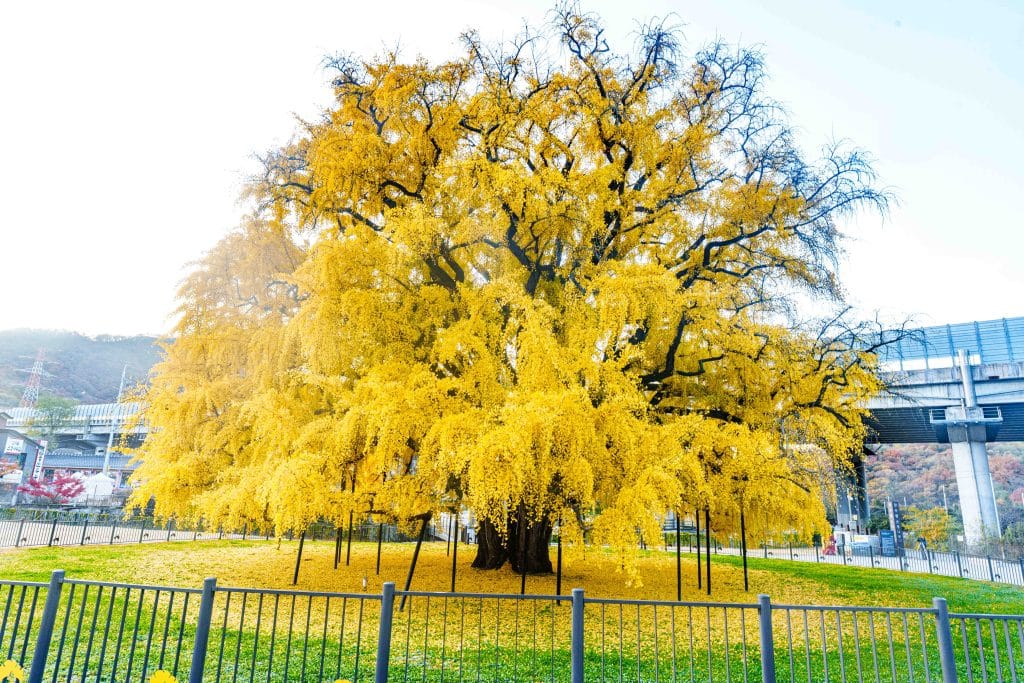 은행나무 명소, 인천대공원옆 장수동 은행나무를 보고오다 13 은행나무 명소, 인천대공원옆 장수동 은행나무를 보고오다 11