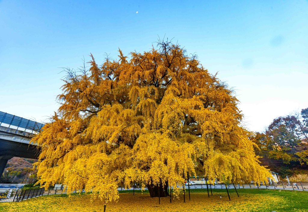 은행나무 명소, 인천대공원옆 장수동 은행나무를 보고오다 12 은행나무 명소, 인천대공원옆 장수동 은행나무를 보고오다 10