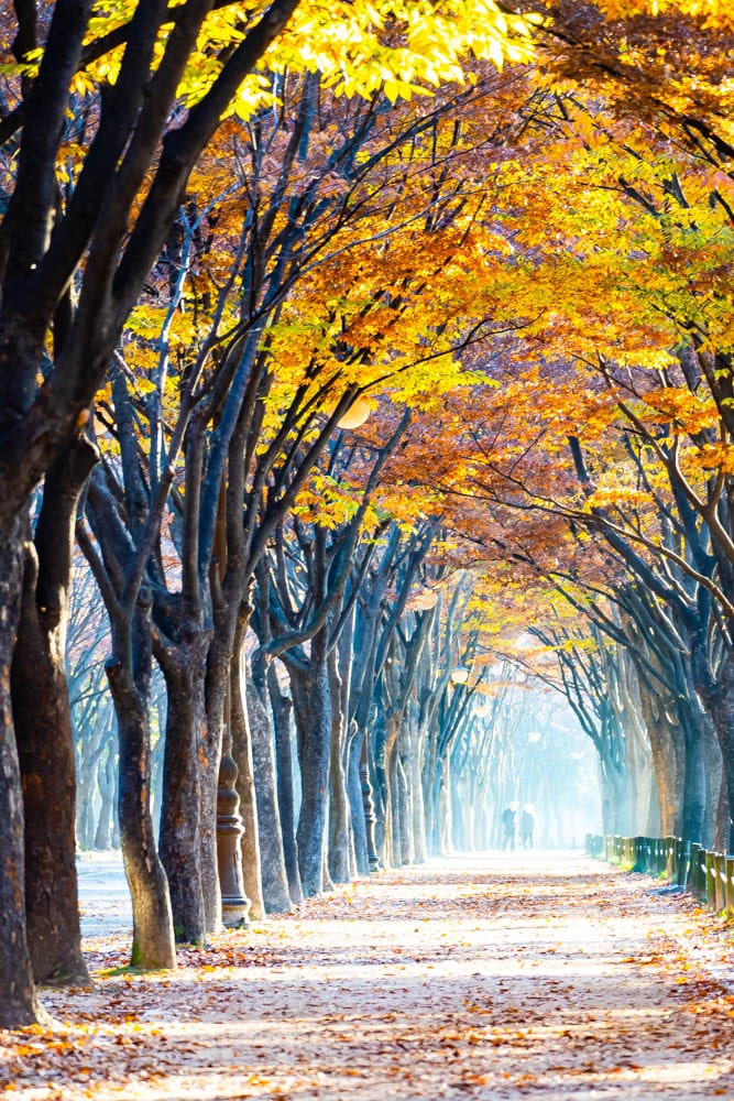 인천대공원 가을 정취에 취해보다. 24