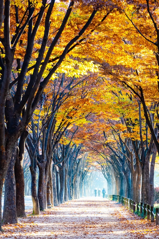 인천대공원 가을 정취에 취해보다. 23