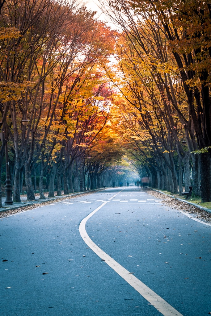 인천대공원 가을 정취에 취해보다. 25