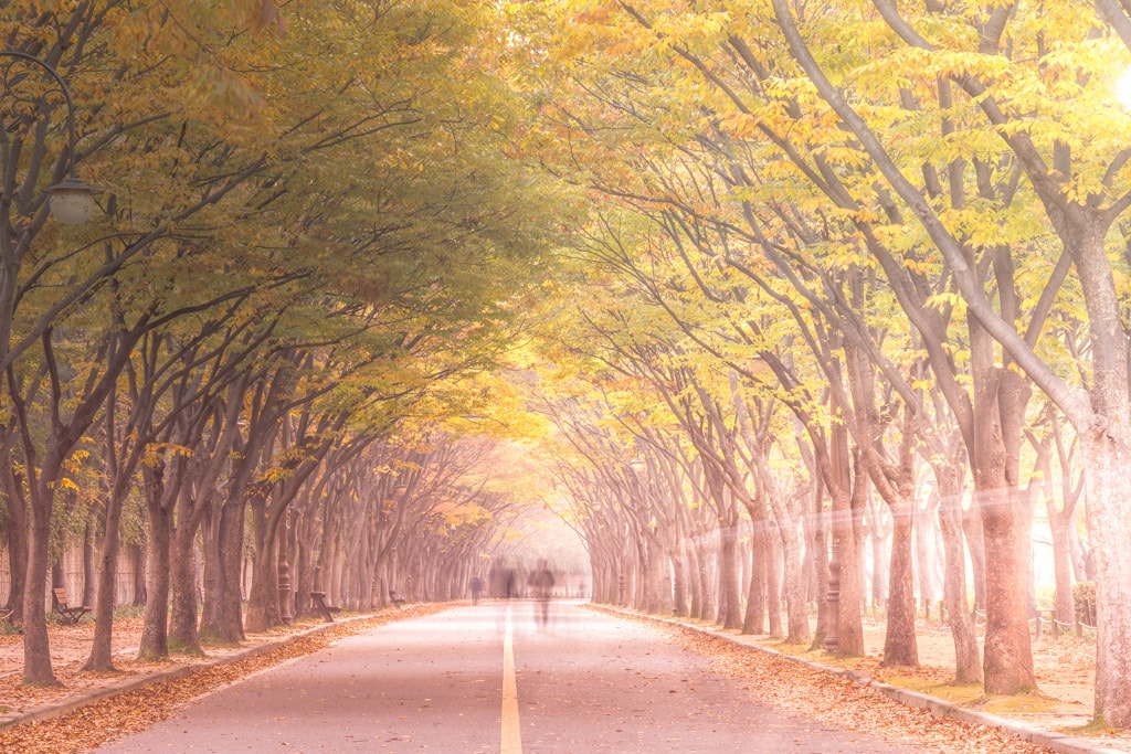 인천대공원 가을 정취에 취해보다. 26