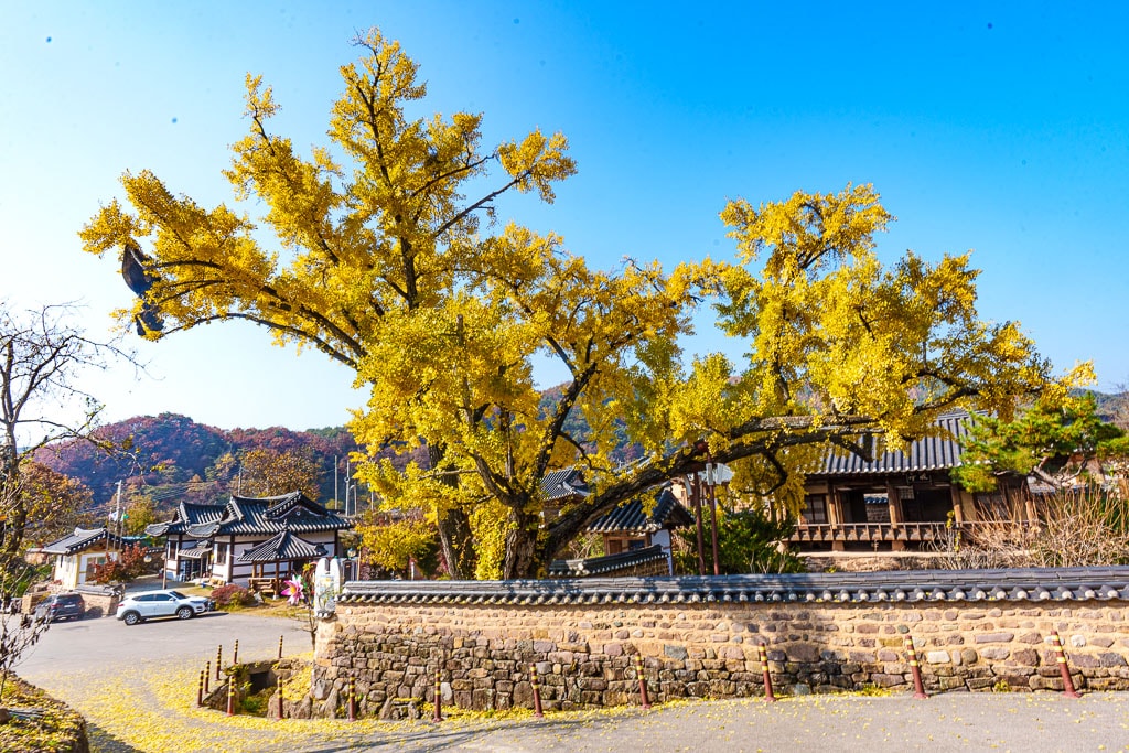 한국 3대 정원 영양 서석지 은행나무 단풍 풍경-04184_Photo by Happist