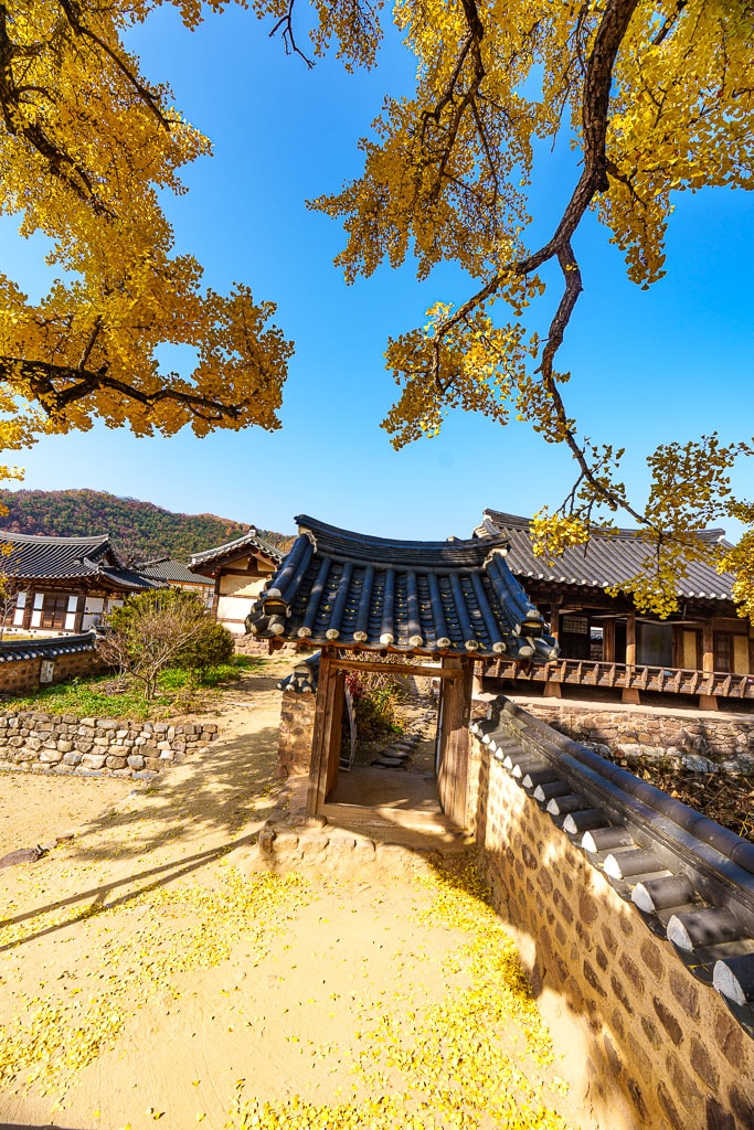 한국 3대 정원 영양 서석지 은행나무 단풍 풍경 서석지 입구문 풍경-04249_Photo by Happist