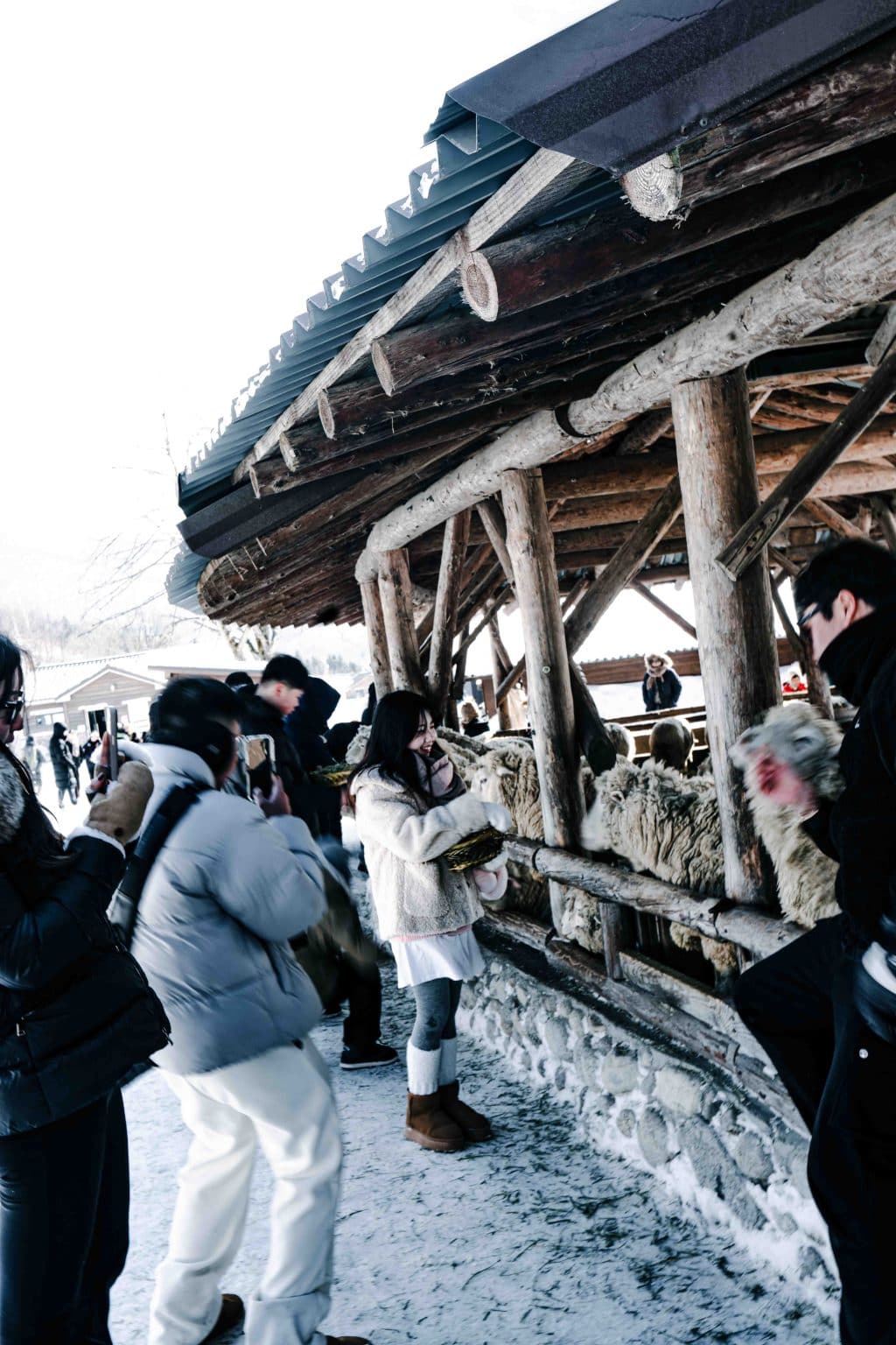 겨울왕국 그 자체, 대관령 양떼목장: 눈꽃 핀 능선 따라 걷는 낭만 여행 (ft. 인생샷 스팟) 3