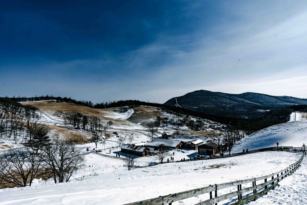 겨울왕국 그 자체, 대관령 양떼목장: 눈꽃 핀 능선 따라 걷는 낭만 여행 (ft. 인생샷 스팟) 6