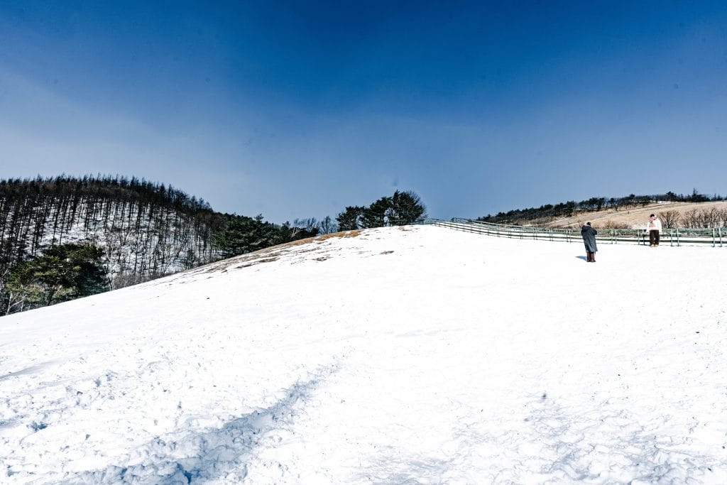 겨울왕국 그 자체, 대관령 양떼목장: 눈꽃 핀 능선 따라 걷는 낭만 여행 (ft. 인생샷 스팟) 2