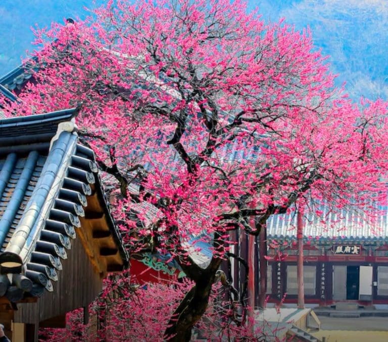 CNN 선정 10대 사찰 여행: 영혼을 씻기는 풍경과 맛집 총정리