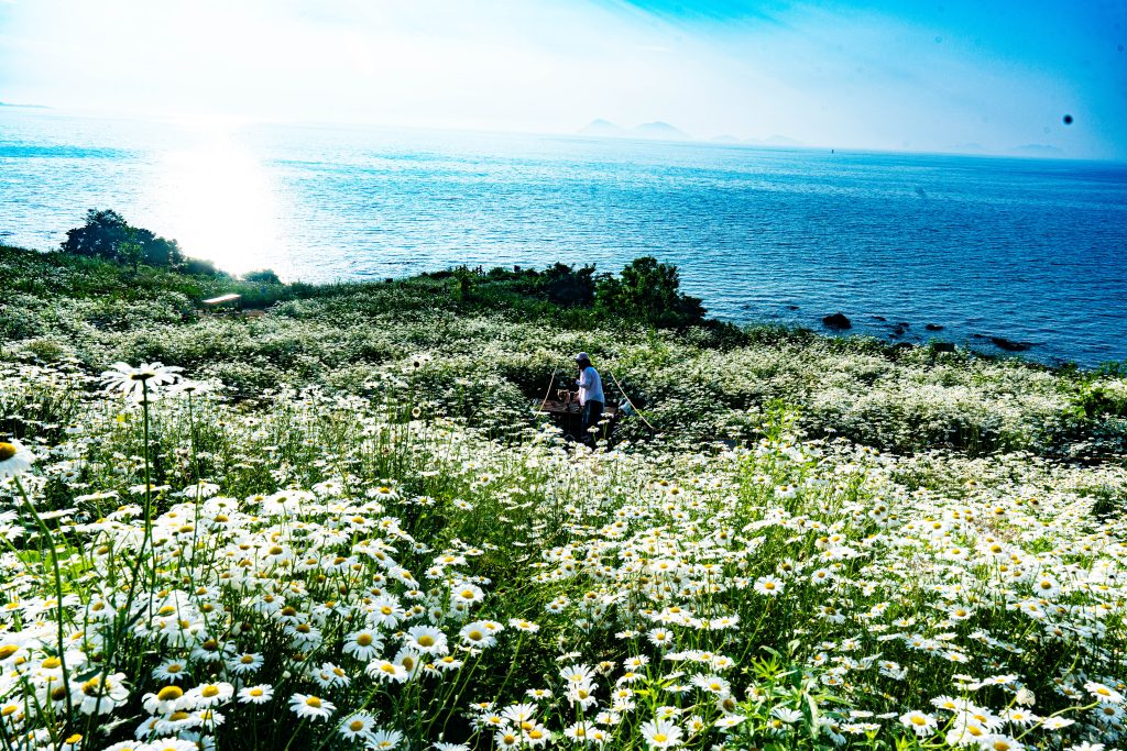 서해 바다와 샤스타데이지의 조우, '변산마실길 샤스타데이지'의 3가지 매력 포인트 🌊🌼 2