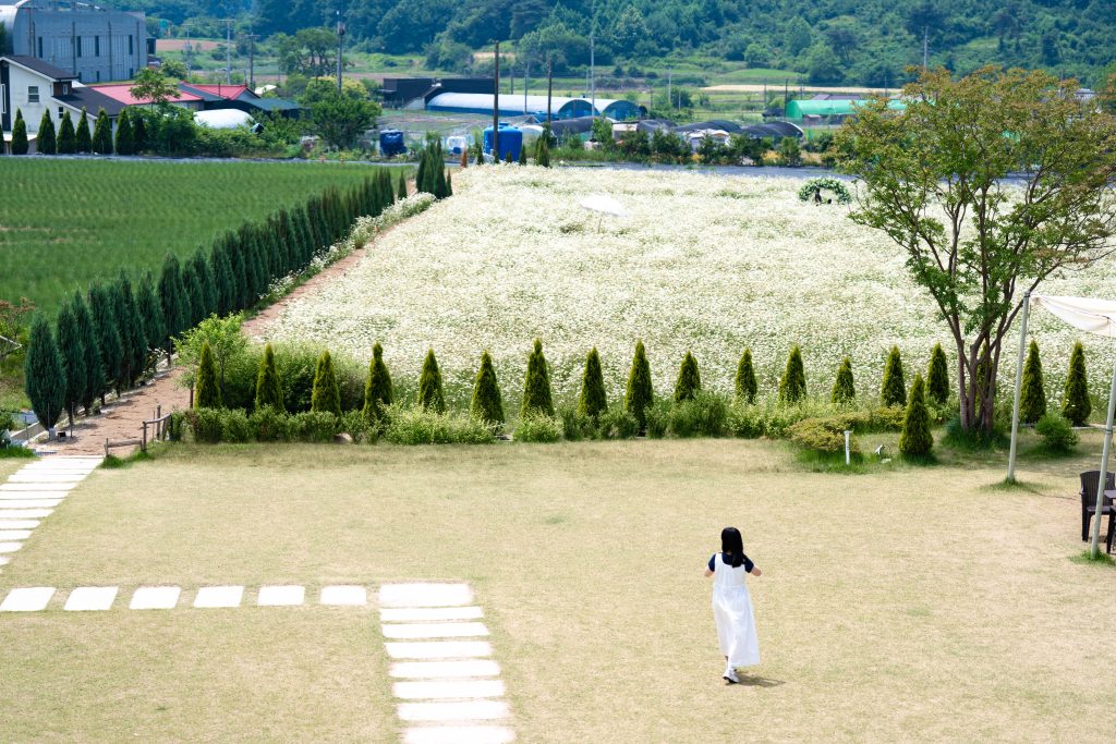 아산 카페 지새울, 순백의 샤스타 데이지 폭포와 숨겨진 전망 스폿, 아산 카페 지새울 완벽 가이드 🌼☕ 6