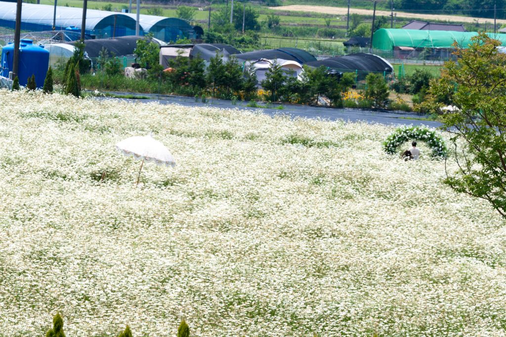 아산 카페 지새울, 순백의 샤스타 데이지 폭포와 숨겨진 전망 스폿, 아산 카페 지새울 완벽 가이드 🌼☕ 1