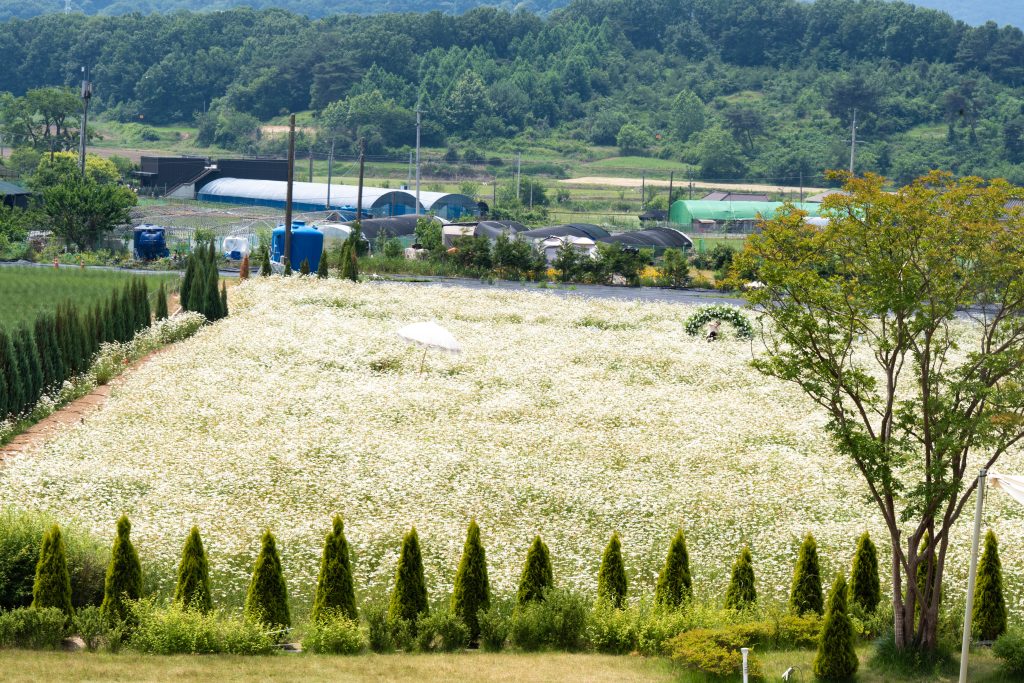 아산 카페 지새울, 순백의 샤스타 데이지 폭포와 숨겨진 전망 스폿, 아산 카페 지새울 완벽 가이드 🌼☕ 2