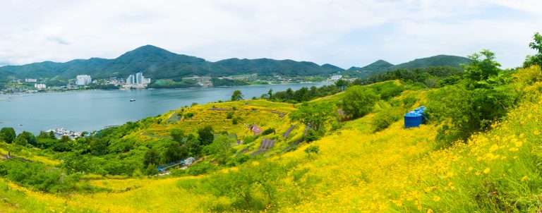 황금빛 금계국과 푸른 바다의 극강 조화, ‘거제 지세포성 꽃동산’ 생생 방문 후기 및 주차 꿀팁!