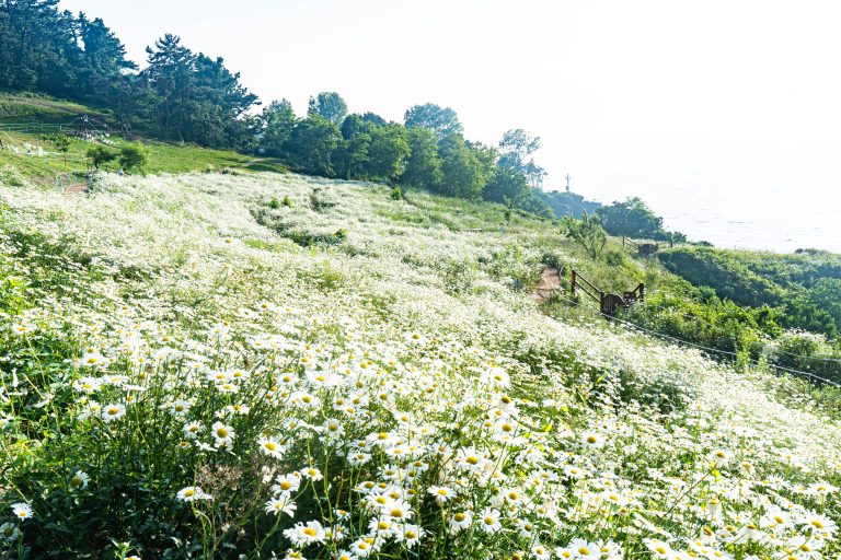 서해 바다와 샤스타데이지의 조우, ‘변산마실길 샤스타데이지’의 3가지 매력 포인트 🌊🌼