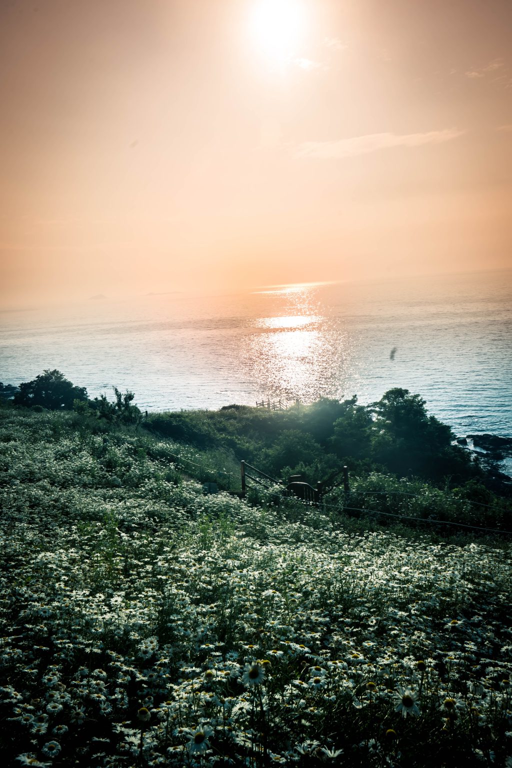 서해 바다와 샤스타데이지의 조우, '변산마실길 샤스타데이지'의 3가지 매력 포인트 🌊🌼 14 서해 바다와 샤스타데이지의 조우, '변산마실길 샤스타데이지'의 3가지 매력 포인트 🌊🌼 14