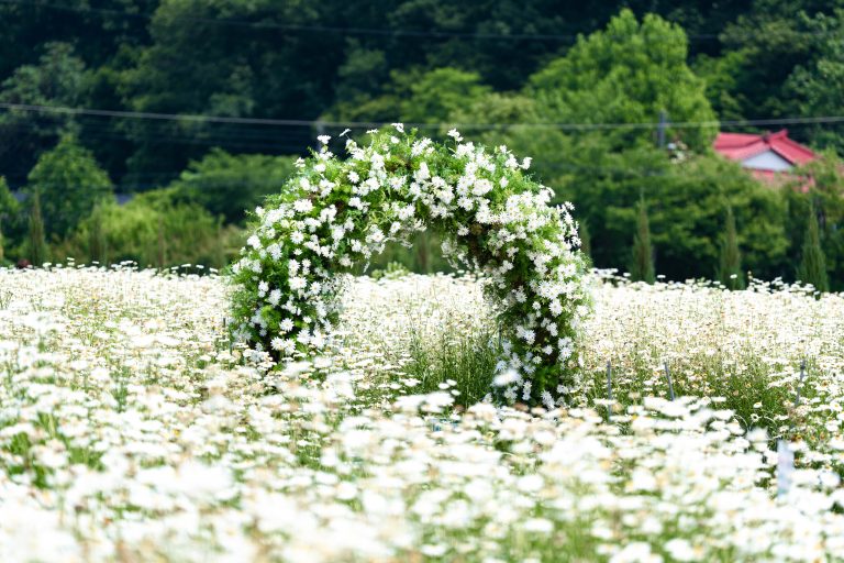 아산 카페 지새울, 순백의 샤스타 데이지 폭포와 숨겨진 전망 스폿, 아산 카페 지새울 완벽 가이드 🌼☕