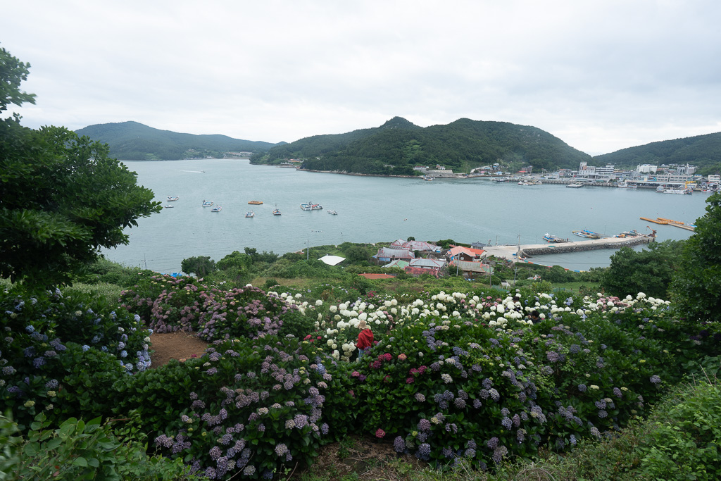 고양이와 수국이 사는 섬 — 고흥 쑥섬 수국 여행기 18 고양이와 수국이 사는 섬 — 고흥 쑥섬 수국 여행기 18