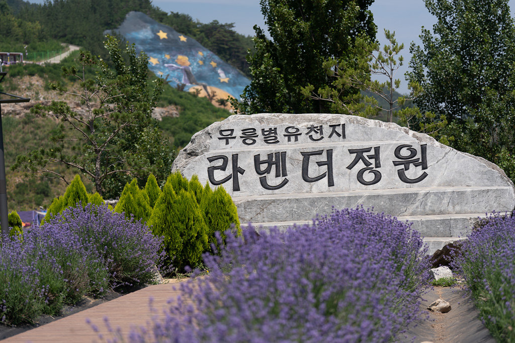 폐광이 피워낸 보랏빛, 동해 무릉별유천지 라벤더정원 여행기 9 폐광이 피워낸 보랏빛, 동해 무릉별유천지 라벤더정원 여행기 9