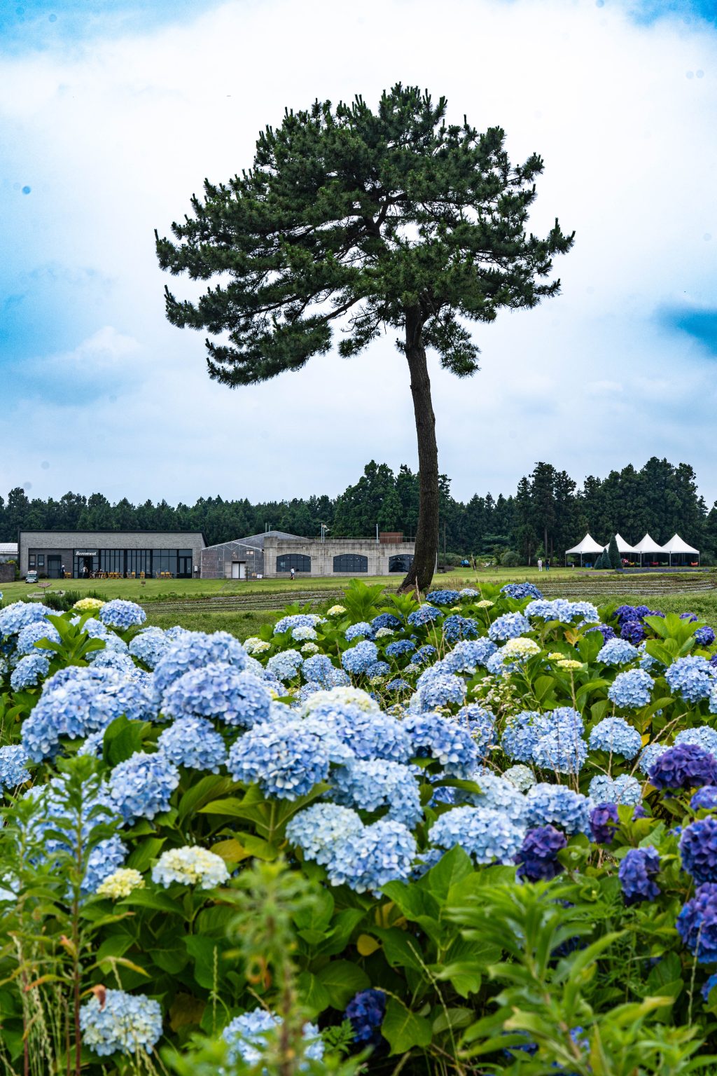 [제주 수국 여행] 바람이 머무는 밭, 보롬왓에서 만난 수국 18