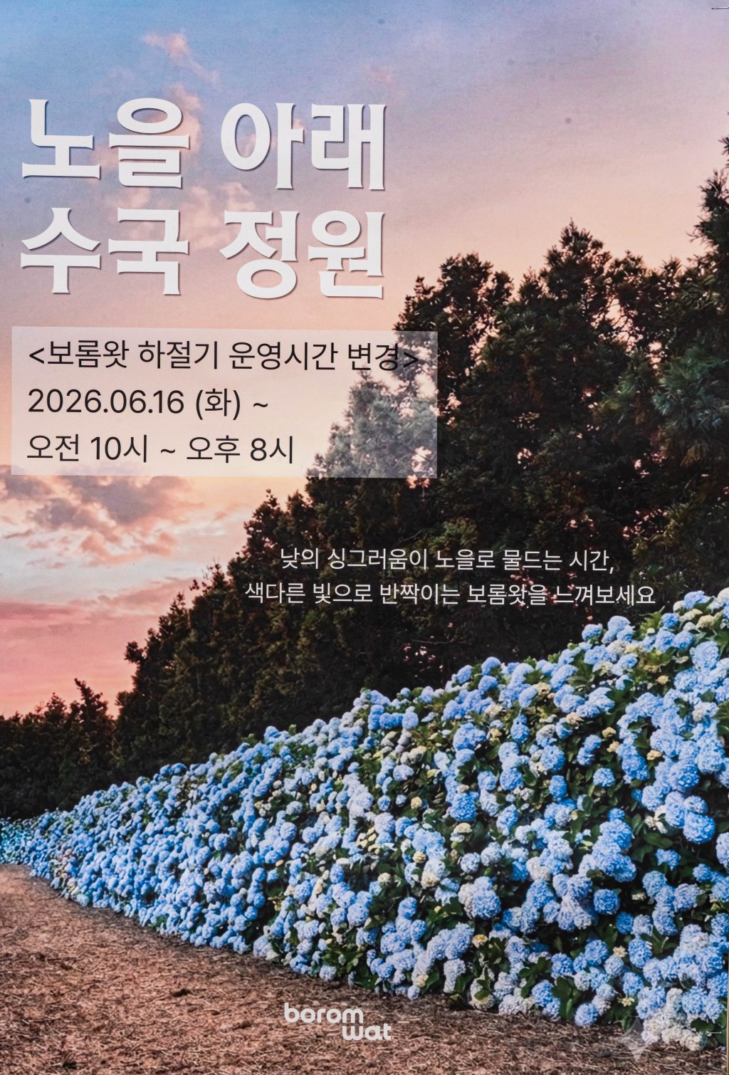 [제주 수국 여행] 바람이 머무는 밭, 보롬왓에서 만난 수국 11