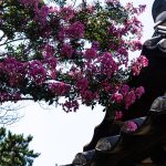 배롱나무 명소 논산 돈암서원 배롱나무 풍경DSC010931