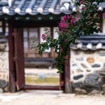 배롱나무 명소 논산 돈암서원 배롱나무 풍경DSC011362