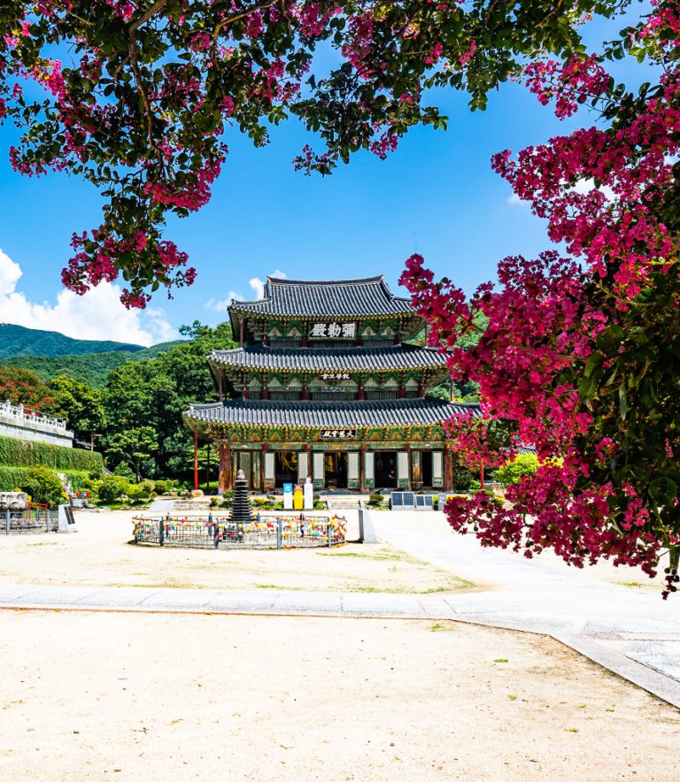 미륵신앙의 성지에서 만난 붉은 여름, 김제 금산사 배롱나무 방문기