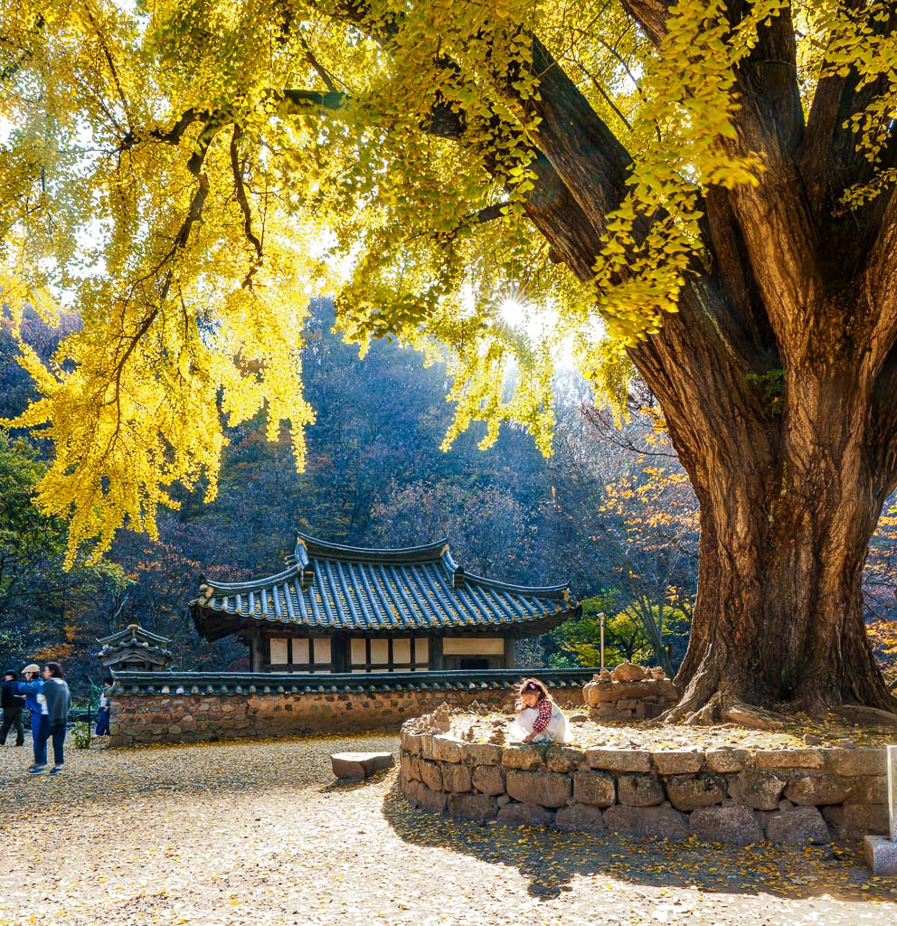 경주 운곡서원 은행나무 단풍 풍경-04420_Photo by Happist