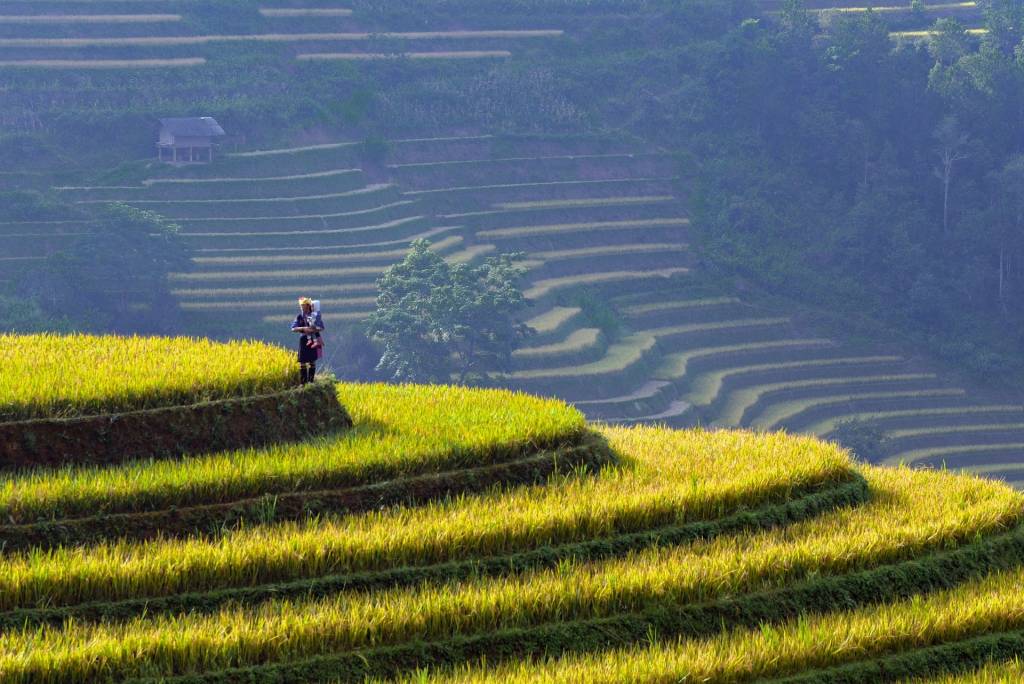 베트남 사파 여행, 사파의 아름다운 사진 photo from PIXSABAY by namden-rice-terraces-9963160_1920