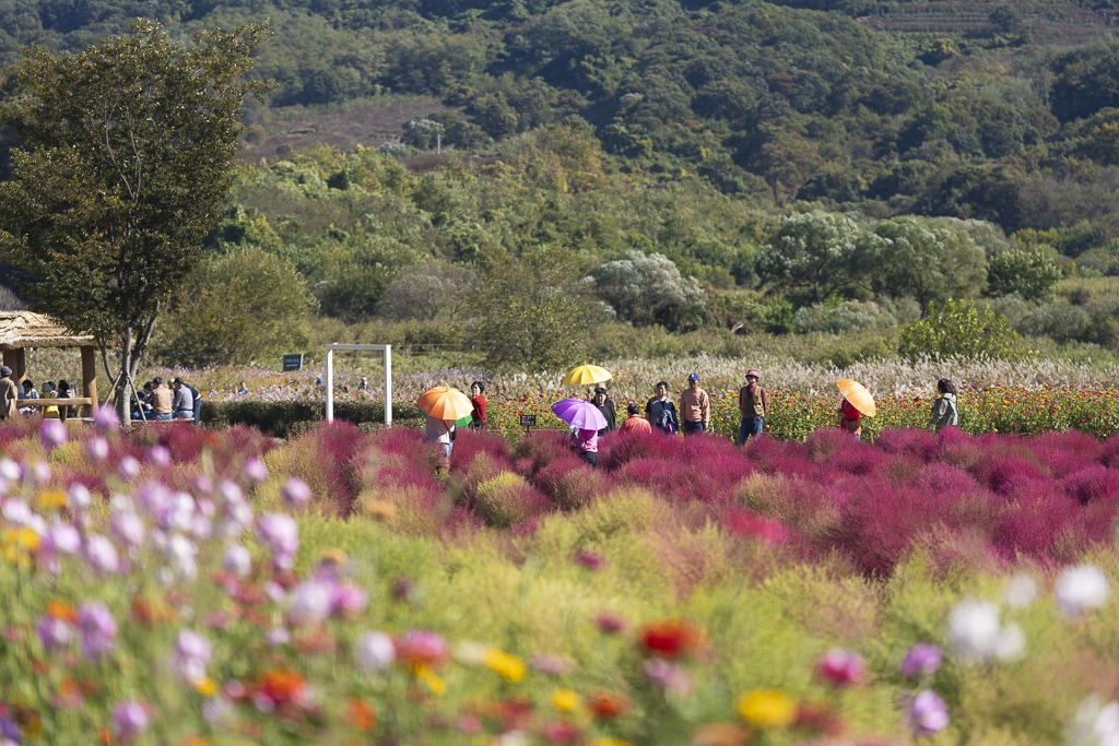 붉게 타오르는 가을, 두번째 임진강댑싸리공원 방문기 28 붉게 타오르는 가을, 두번째 임진강댑싸리공원 방문기 21