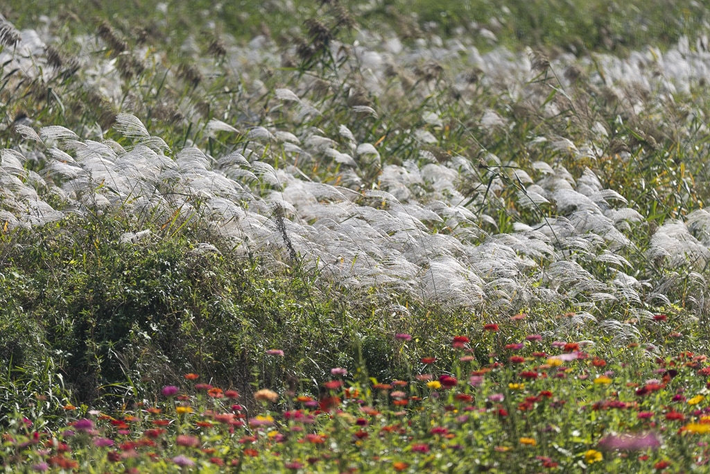 붉게 타오르는 가을, 두번째 임진강댑싸리공원 방문기 23 붉게 타오르는 가을, 두번째 임진강댑싸리공원 방문기 16