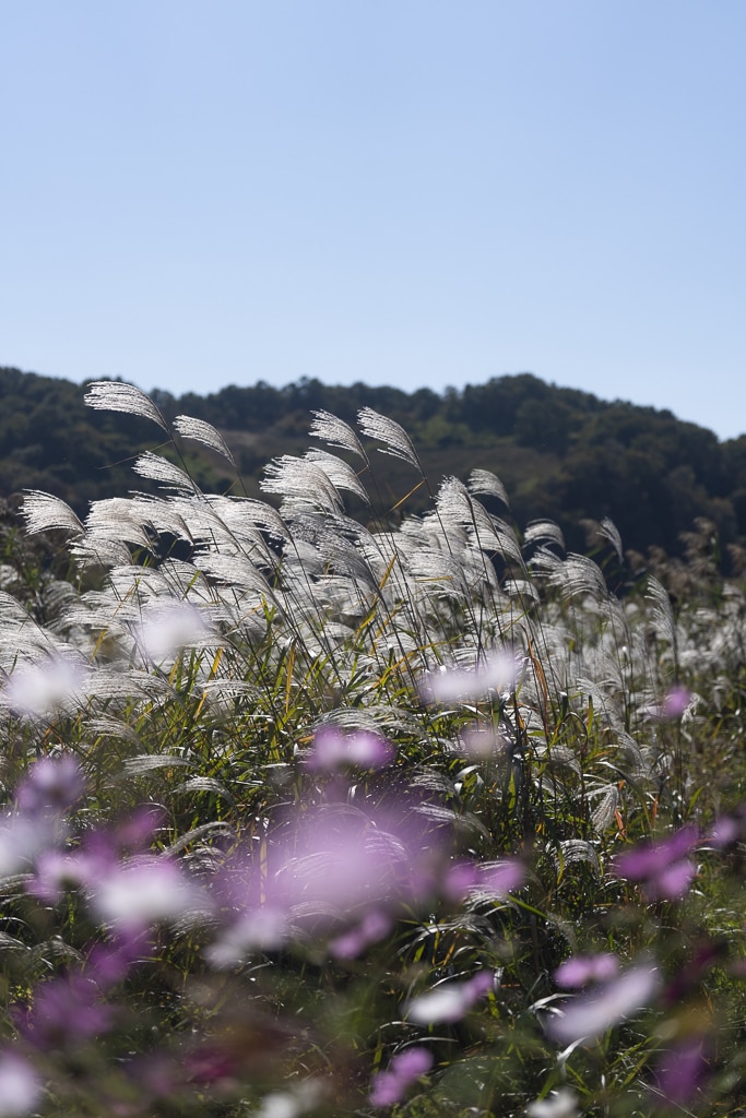 붉게 타오르는 가을, 두번째 임진강댑싸리공원 방문기 22 붉게 타오르는 가을, 두번째 임진강댑싸리공원 방문기 15